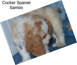 Cocker Spaniel Sambo