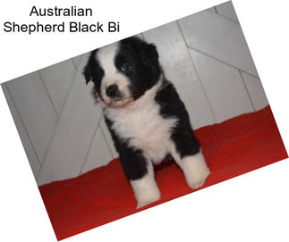 Australian Shepherd Black Bi