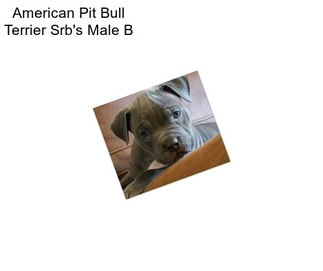 American Pit Bull Terrier Srb\'s Male B