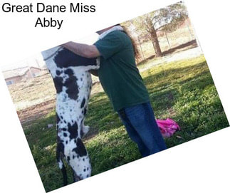 Great Dane Miss Abby