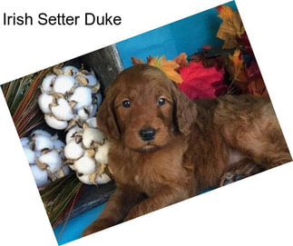 Irish Setter Duke