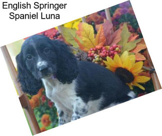 English Springer Spaniel Luna