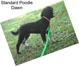 Standard Poodle Dawn