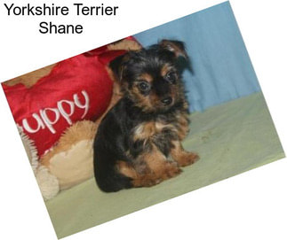 Yorkshire Terrier Shane