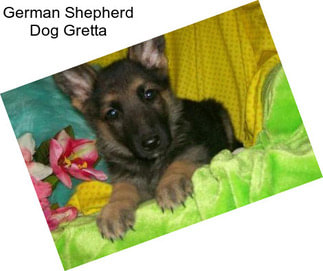 German Shepherd Dog Gretta