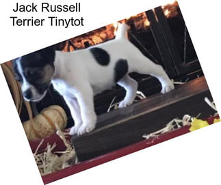 Jack Russell Terrier Tinytot