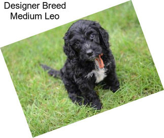 Designer Breed Medium Leo