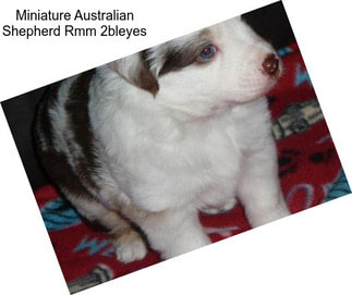 Miniature Australian Shepherd Rmm 2bleyes