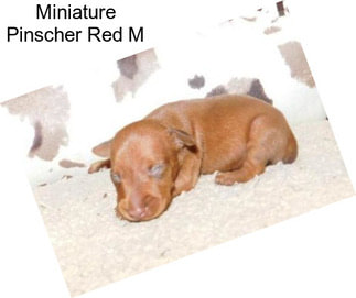 Miniature Pinscher Red M