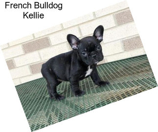 French Bulldog Kellie