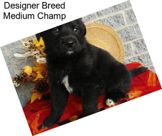 Designer Breed Medium Champ