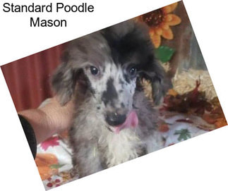 Standard Poodle Mason