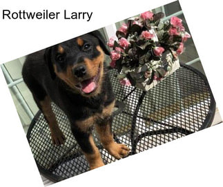 Rottweiler Larry