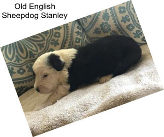 Old English Sheepdog Stanley