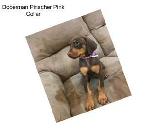 Doberman Pinscher Pink Collar