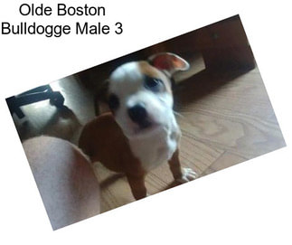 Olde Boston Bulldogge Male 3