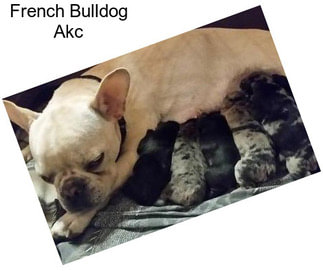 French Bulldog Akc