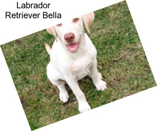 Labrador Retriever Bella