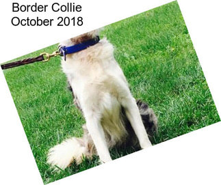 Border Collie October 2018