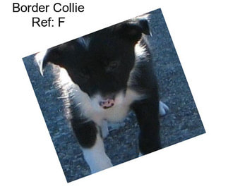 Border Collie Ref: F