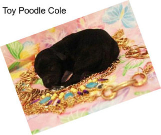 Toy Poodle Cole