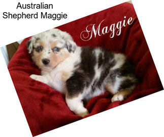 Australian Shepherd Maggie