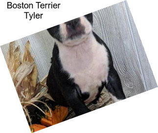Boston Terrier Tyler