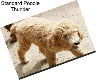 Standard Poodle Thunder