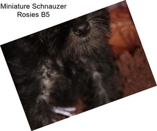 Miniature Schnauzer Rosies B5