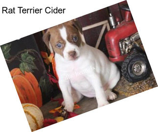 Rat Terrier Cider