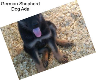 German Shepherd Dog Ada