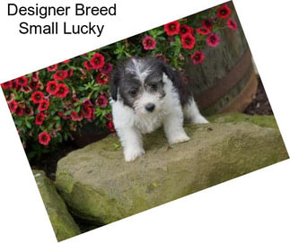Designer Breed Small Lucky