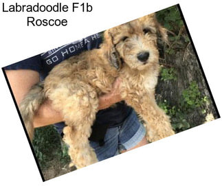 Labradoodle F1b Roscoe