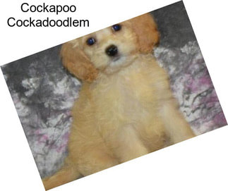 Cockapoo Cockadoodlem