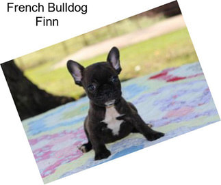 French Bulldog Finn