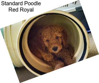 Standard Poodle Red Royal