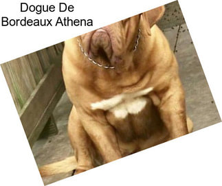 Dogue De Bordeaux Athena