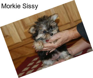 Morkie Sissy