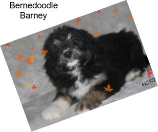 Bernedoodle Barney