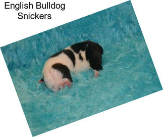 English Bulldog Snickers