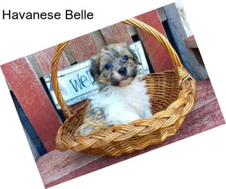 Havanese Belle