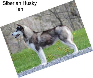Siberian Husky Ian