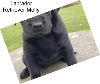 Labrador Retriever Molly