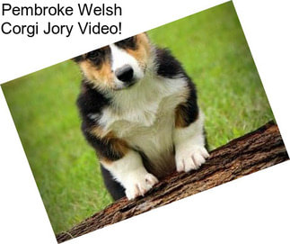 Pembroke Welsh Corgi Jory Video!