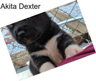Akita Dexter