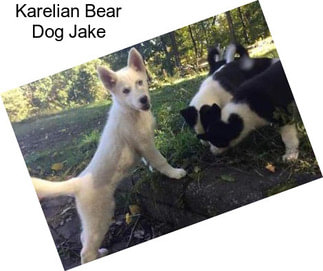 Karelian Bear Dog Jake