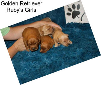 Golden Retriever Ruby\'s Girls