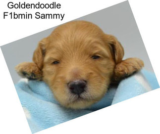 Goldendoodle F1bmin Sammy