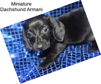 Miniature Dachshund Armani