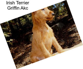 Irish Terrier Griffin Akc